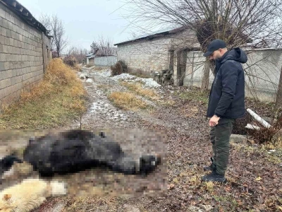 Erzincan&rsquo;da at ve eşek silahla katledildi
