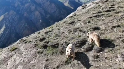 Erzincan&rsquo;da ayı saldırısında yaralanan kişi ameliyata alındı
