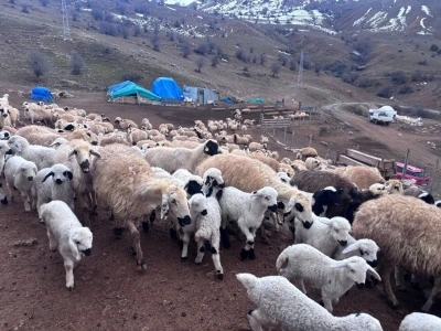 Erzincan&rsquo;da baharın gelişiyle koyun-kuzu buluşmaları renkli g&ouml;r&uuml;nt&uuml;ler sundu
