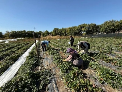 Erzincan’da çilek üretimi yaygınlaşıyor
