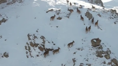 Erzincan&rsquo;da dağ ke&ccedil;ileri karlı arazide yiyecek ararken g&ouml;r&uuml;nt&uuml;lendi
