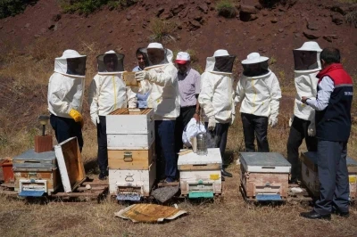 Erzincan’da Geven Balı hasadı yapıldı
