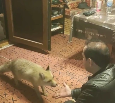 Erzincan&rsquo;da ilgin&ccedil; dostluk: Tilkiyi evinde eliyle besliyor
