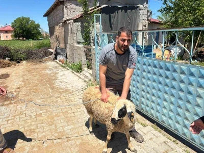Erzincan&rsquo;da ka&ccedil;an kurbanlık koyun 1 saat sonra yakalandı
