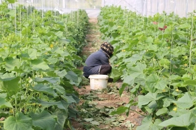 Erzincan&rsquo;da kadın &ccedil;ift&ccedil;ilere y&uuml;zde 50 hibeli sera desteği
