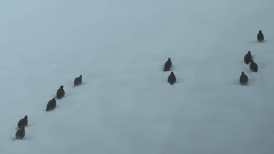 Erzincan&rsquo;da keklik ve tavşan avı yasaklandı
