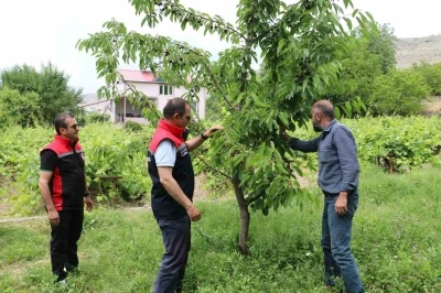 Erzincan&rsquo;da kiraz hasadında bereketli sezon

