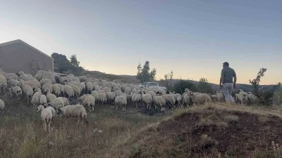 Erzincan’da koyun sürüsü ayı ve kurtların saldırısına uğradı
