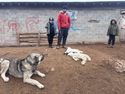 Erzincan&rsquo;da kuzu telefleriyle ilgili numuneler laboratuvara g&ouml;nderildi

