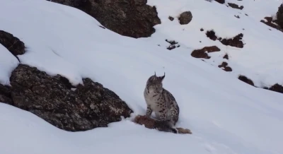 Erzincan&rsquo;da "Doğadaki Kız" nesli t&uuml;kenme tehlikesi altındaki vaşağı g&ouml;r&uuml;nt&uuml;ledi
