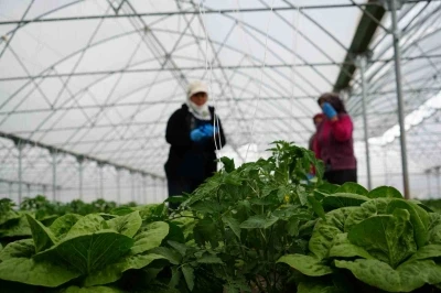 Erzincan&rsquo;da sera marulunda hasat başladı
