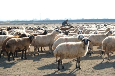 Erzincan&rsquo;da s&uuml;r&uuml;ler merada
