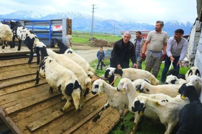 Erzincan&rsquo;da tulum peyniri i&ccedil;in zorlu yayla yolculuğu başladı
