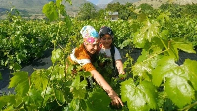 Erzincan&rsquo;da &uuml;z&uuml;mden &ouml;nce yaprak hasadı başladı
