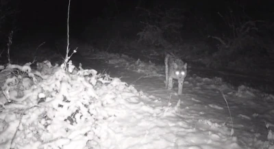 Erzincan&rsquo;da yaban hayatı fotokapanla g&ouml;r&uuml;nt&uuml;leniyor
