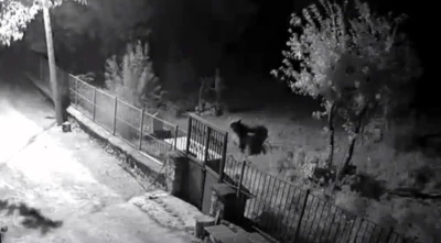 Erzincan’da yerleşim alanlarına inen ayılar vatandaşları tedirgin ediyor
