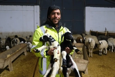 Erzincan’da yılın ilk kuzuları doğdu: Üreticilerin umudu tazelendi
