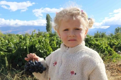 Erzincan’ın az şekerli &quot;Cimin üzümü&quot;nün hasadı sürüyor
