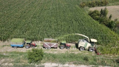 Erzincan Ovası’nda silajlık mısır hasadı başladı! Son yıllarda çiftçilerin gözdesi oldu

