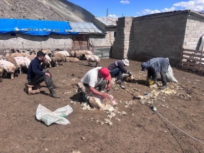 Erzincan yaylalarında kırkım mesaisi
