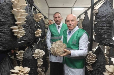 Erzurum B&uuml;y&uuml;kşehir Belediyesi istiridye mantarı &uuml;retimine &ouml;nc&uuml;l&uuml;k yaptı
