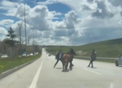 Erzurum&rsquo;da bir kurban klasiği: Ka&ccedil;an kurbanlıklar trafiği birbirine kattı
