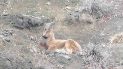 Erzurum&rsquo;da ka&ccedil;ak avcılar yaban ke&ccedil;isini yaraladı
