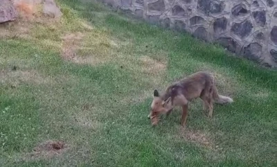 Erzurum’da kadınlar yanlarına gelen tilkiye kadayıf dolması yedirdi
