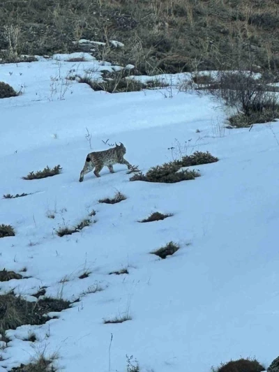 Erzurum&rsquo;da karlı arazide vaşak g&ouml;r&uuml;nt&uuml;lendi
