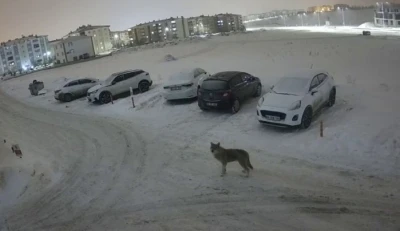 Erzurum&rsquo;da kurt kent merkezine indi
