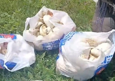 Erzurum&rsquo;da sağanak yağışların ardından mantar bereketi: 45 dakikada poşetler doldu
