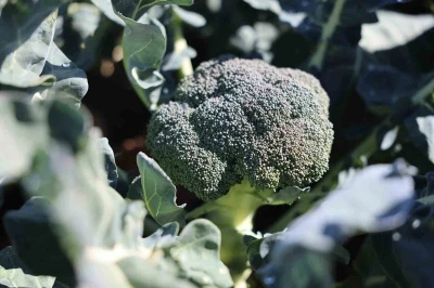 Erzurum’da tarımda yeni bir dönem: İkinci ürün Brokoli hasadı gerçekleştirildi
