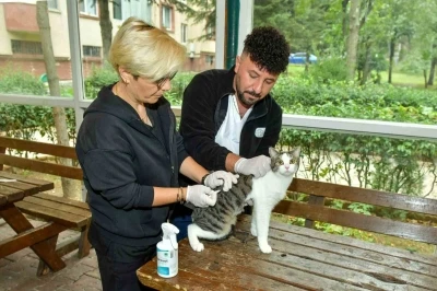 Esenyurt’ta sokak kedilerine parazit uygulaması: Hem hayvan sağlığına hem toplum sağlığına katkı
