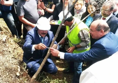 Eski Bakan Eroğlu’nun aşıladığı zeytin meyve vermeye başladı
