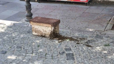 Eskişehir&rsquo;de arı paniği
