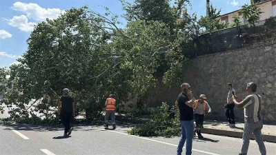 Eskişehir&rsquo;de devrilen ağa&ccedil; kara yolunu kısmen trafiğe kapattı

