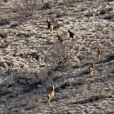 Eskişehir&rsquo;de g&ouml;r&uuml;nt&uuml;lenen 8 geyik hayran bıraktı
