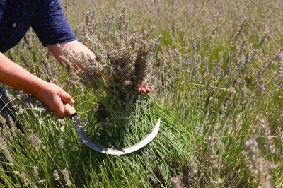 Eskişehir’de ilginç lavanta hasadı
