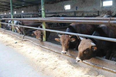 Eskişehir&rsquo;de kurbanlıklar t&uuml;kenmeye başladı
