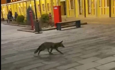 Eskişehir garında tren beklerken gördükleri tilki karşısından hayrete düştüler
