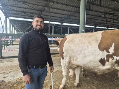 Eskişehir Hayvan Pazarı&rsquo;nın şampiyon danası g&ouml;r&uuml;c&uuml;ye &ccedil;ıktı
