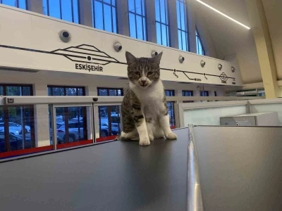 Eskişehir Tren İstasyonu’nun müdavim kedileri
