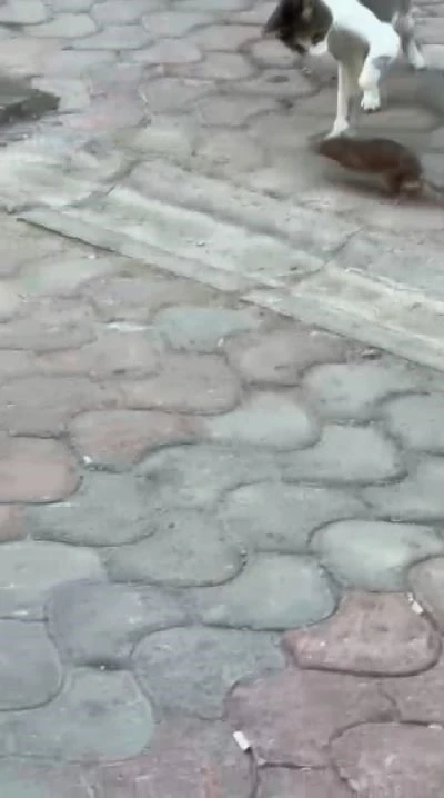 Esnaf, kedi ile farenin kapışmasını maç anlatır gibi anlattı
