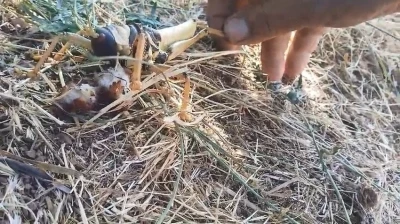 Et&ccedil;il &ccedil;ekirgeyi balıkla besledi
