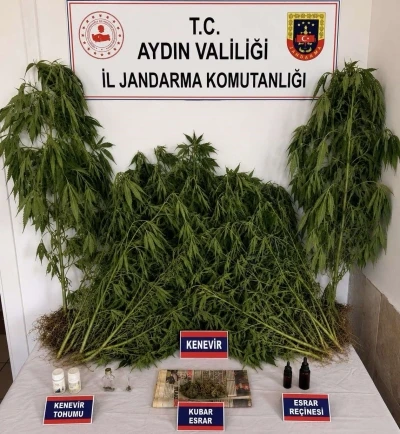 Ev ve bah&ccedil;esinde kenevir yetiştiren ş&uuml;pheli yakalandı
