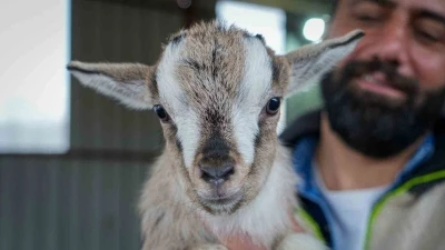 Evcil hayvanlara yeni alternatif: Kedi k&ouml;peğin yerini &lsquo;c&uuml;ce ke&ccedil;i&rsquo; alabilir
