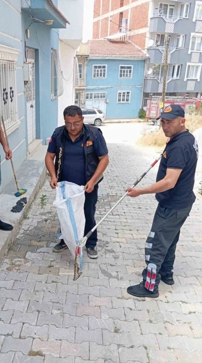 Eve giren yılan paniğe neden oldu
