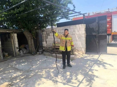 Evin bah&ccedil;esinde g&ouml;r&uuml;len 2 karayılan paniğe neden oldu
