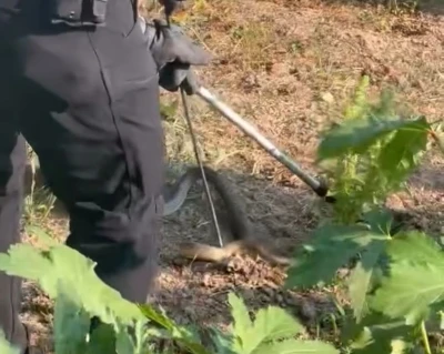 Evin bahçesinde korkutan yılanı itfaiye yakaladı
