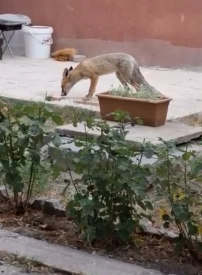 Evin bahçesinde tilki besliyor
